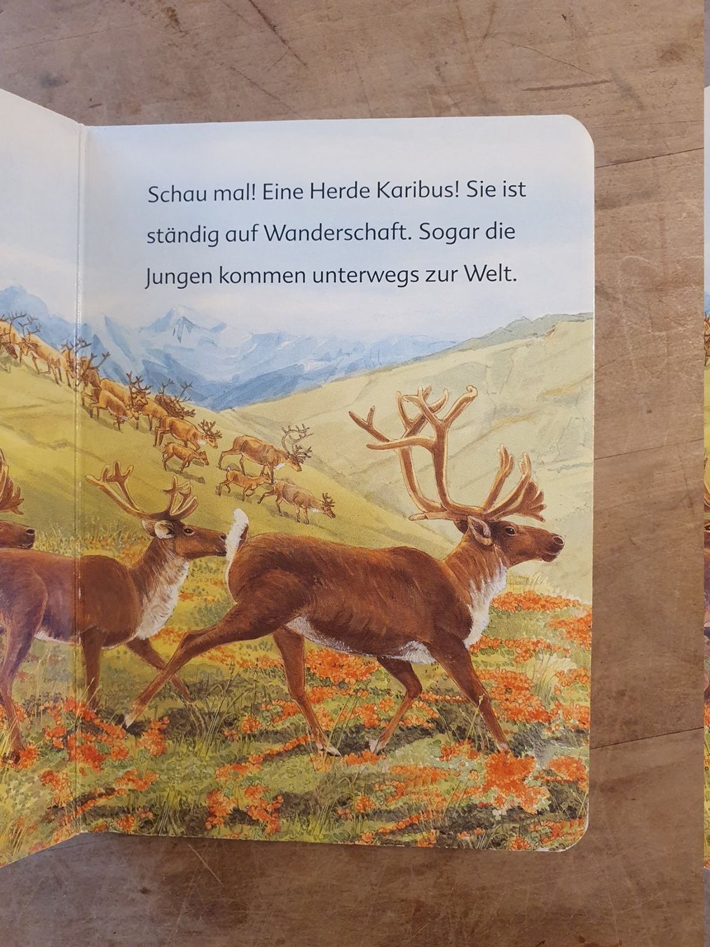 Libri: Der Eisbär und seine Freunde Kosmos – Usato da Zürich venduto da loosebone 1