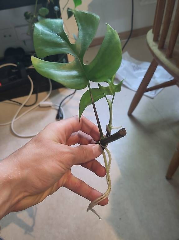 Pflanzen & Samen: Mini Monstera Steckling – Gebraucht aus Ebmatingen von gus_q6yw