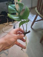 Mini Monstera Steckling