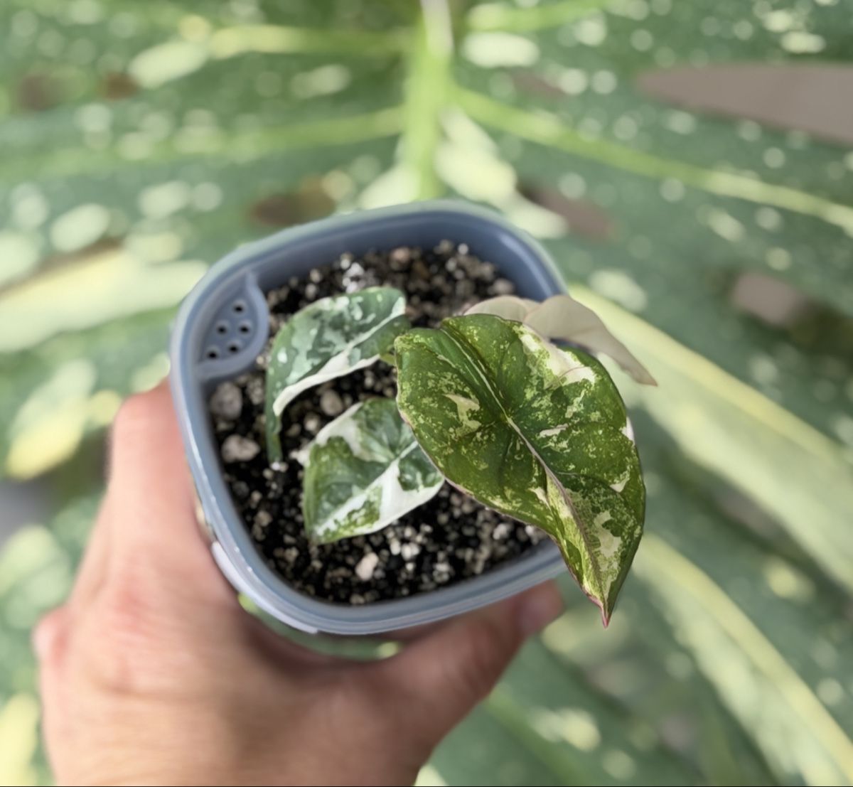 Piante & sementi: Alocasia Nebula Pink Variegata  – Nuovo (secondo la descrizione) da Gränichen venduto da Botanic_by_Junglia