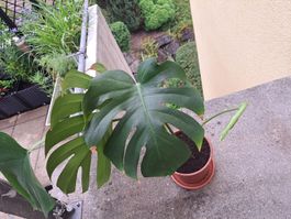 Monstera