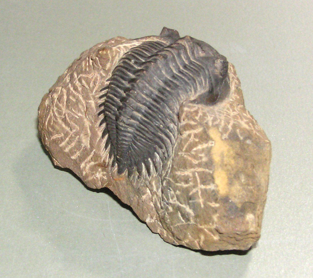 Fossiles: FOSSIL TRILOBIT MAROKKO – D'occasion à Grenchen par Antique-hunter 1