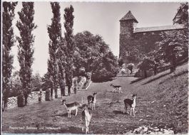 Rapperswil, Hirschpark beim Schloss, um 1940