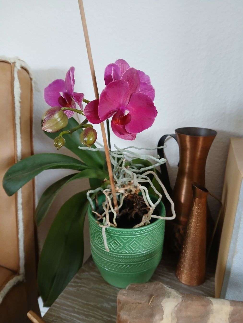 Piante & sementi: Vibrant Orchid in Green Pot - Spring Bloom Ready! – Usato da Dübendorf venduto da LoRi-2026