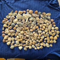 Sommerliche Muscheln-Sammlung ca. 1Kg – Dek.für Zuhause!