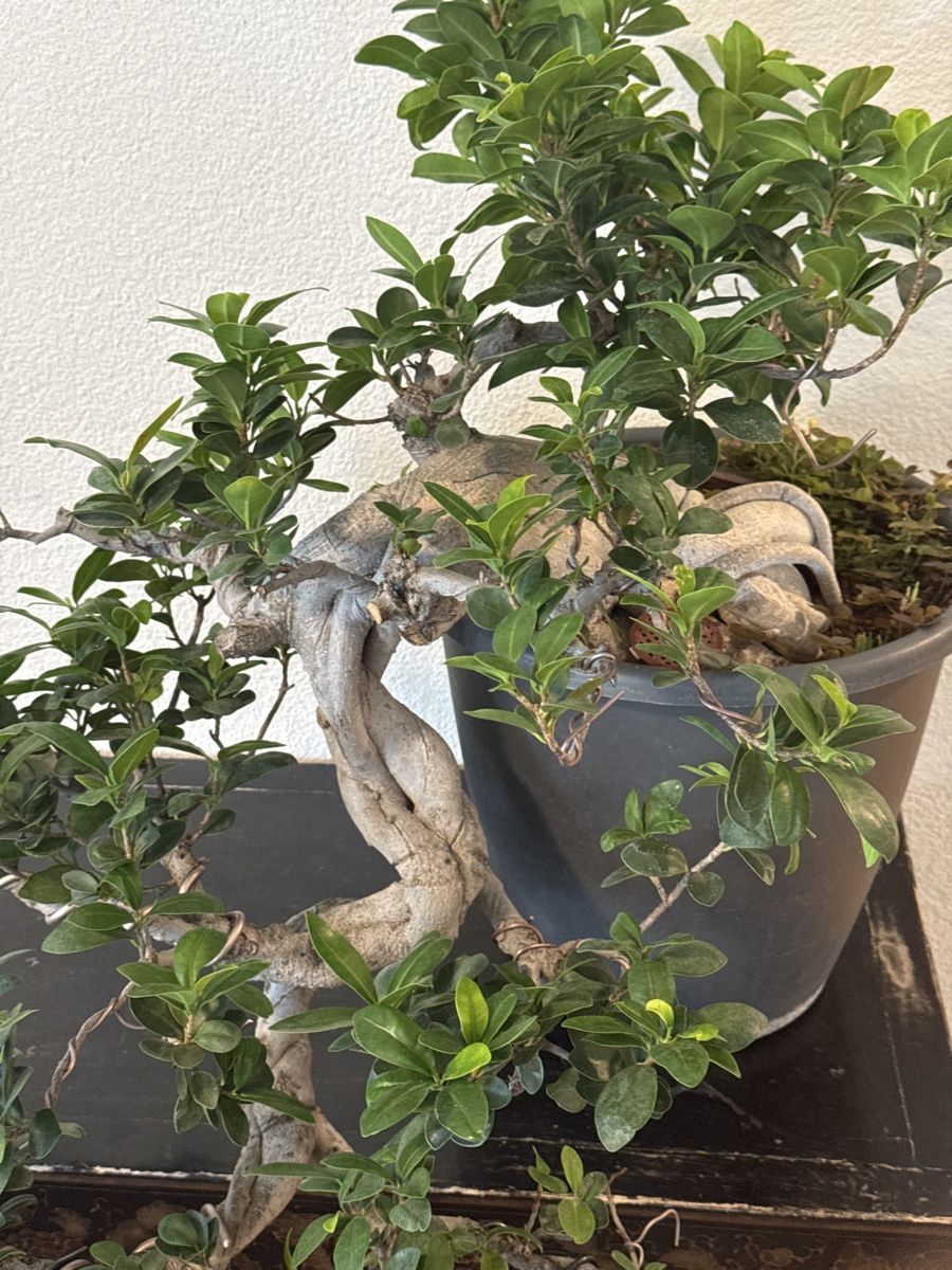 Pflanzen & Samen: Elegant Indoor Bonsai Tree – Gebraucht aus Bülach von Suters0403 1