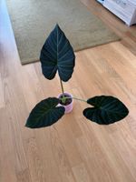 Alocasia Regal Shield