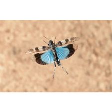 Profile image of Blueflug