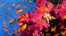 Aquarium Video - Toshiba 3D Demo Blu-ray Disc - Sehr selten!