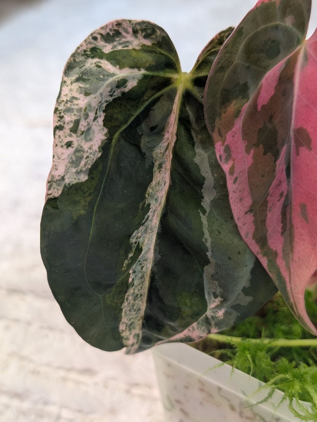 Pflanzen & Samen: Anthurium "Hot Barbie" Pink Variegata – Neu (gemäss Beschreibung) aus Faulensee von plantmama 2