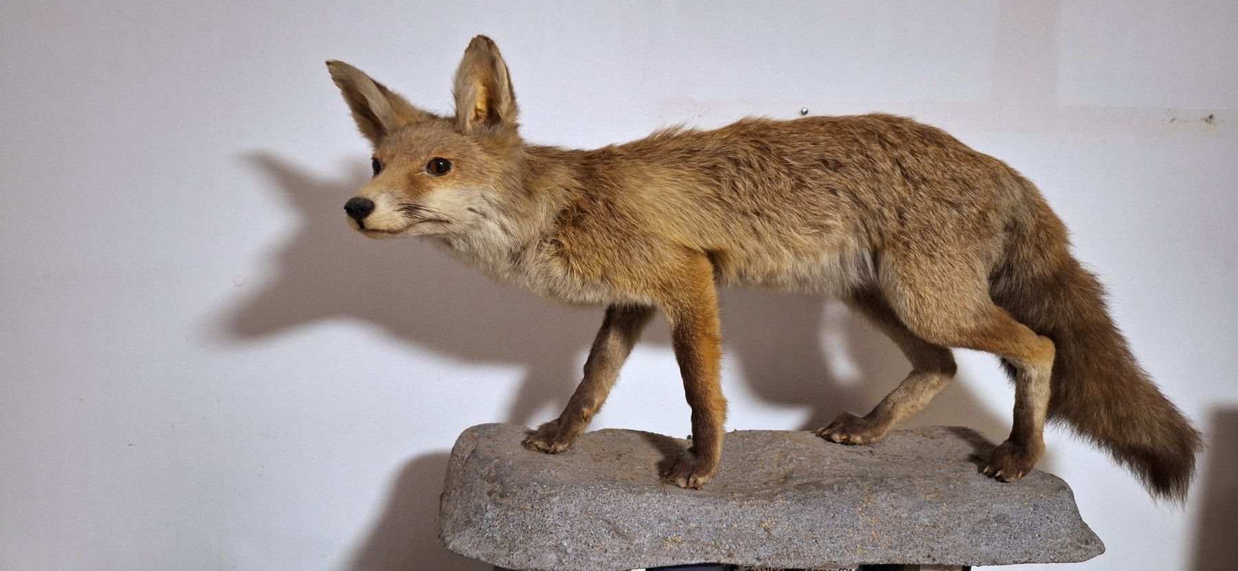 Il mondo degli animali: Sehr authentischer Fuchs/ Präparat – Usato da Emmenbrücke venduto da abu_9mj8 3