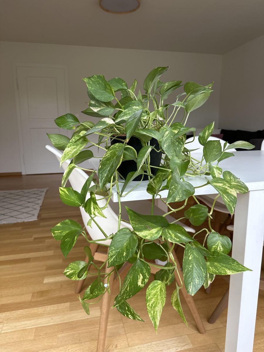 glcksfeder blht Zamioculcas zamiifolia