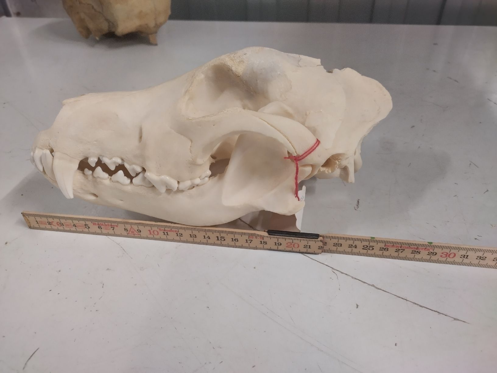 Il mondo degli animali: deutscher Schäferhundschädel mit Unterkiefer – Usato da Wettingen venduto da Bwalti