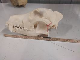 deutscher Schäferhundschädel mit Unterkiefer