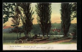 Ile de St.-Pierre, Feldweg mit Gehölz