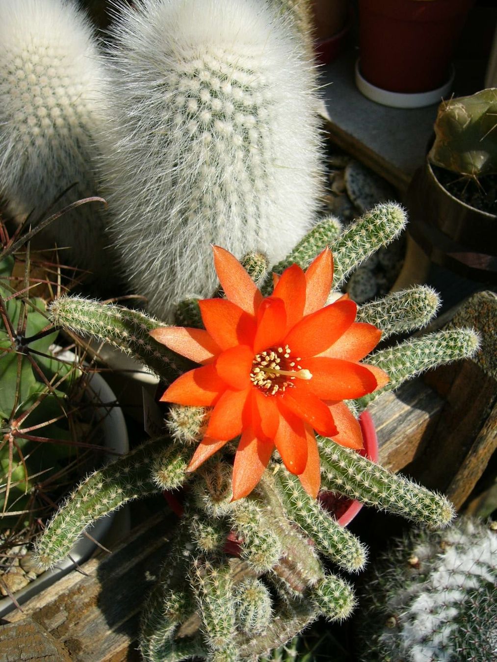 Piante & sementi: Kaktus : Chamaecereus silvestri – Usato da Emmenbrücke venduto da Tacitus0 3