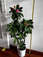 Euphorbia milii (Christusdorn) – XXL, 100 cm, rosa Blüten