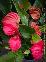 Anthurium Million Flowers Red - klein-blütige Flamingoblume