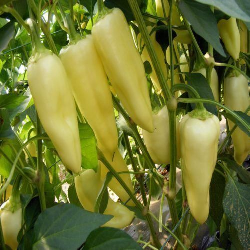 Piante & sementi: 30 Samen Paprika Süss NOVA Grün – Nuovo (secondo la descrizione) da Ehrendingen venduto da VerveinaSamen 4