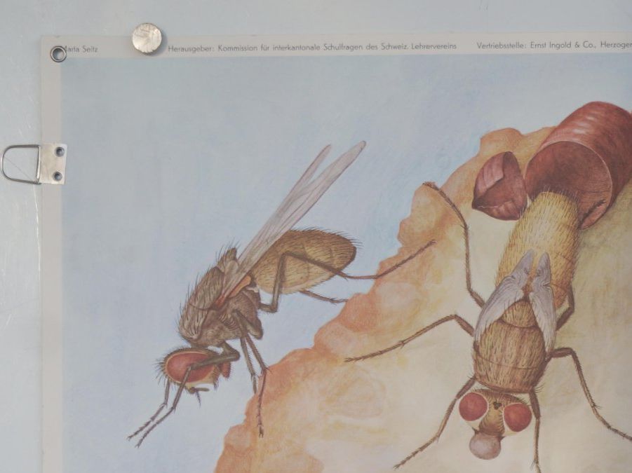 Poster & Bilder: Schulwandbild Nr. 143: "Stubenfliege" von Marta Seitz, 1969. – Gebraucht aus Härkingen von sammelbecken 1