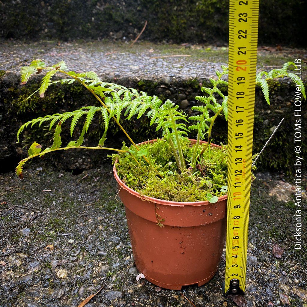 Piante & sementi: Dicksonia Antartica - traumhafter Baumfarn – Nuovo e nell'imballaggio originale da Adliswil venduto da astom369 7