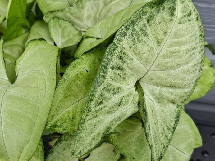 Plantes & graines: Syngonium podophyllum – D'occasion à Les Brenets par glo_267f 4