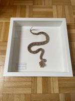Serpent à sonnette encadré décoration insolite et rare