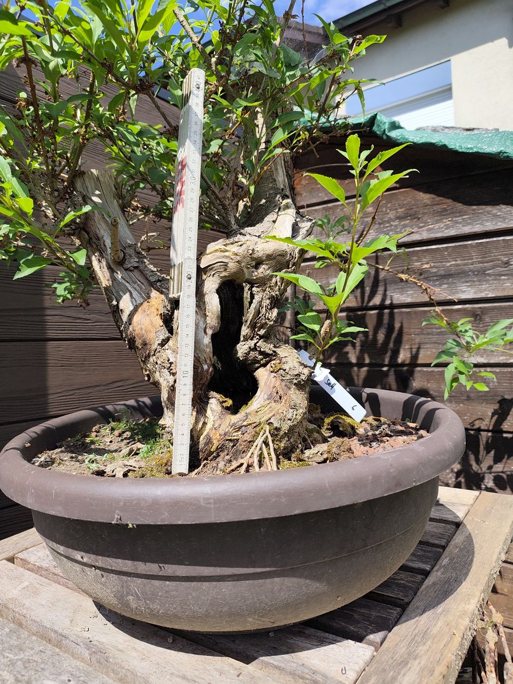 Piante & sementi: Bonsai Rohling Forsythie – Usato da Oberwil BL venduto da suaku 7