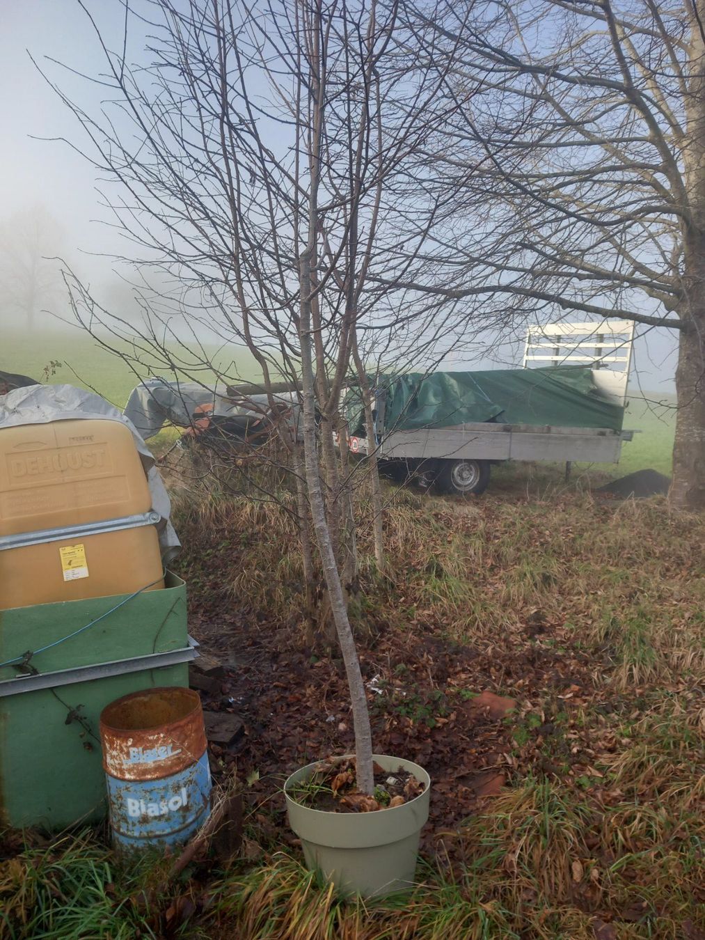 Pflanzen & Samen: Winter Linde im Topf – Gebraucht aus Wolhusen von S.Bucher