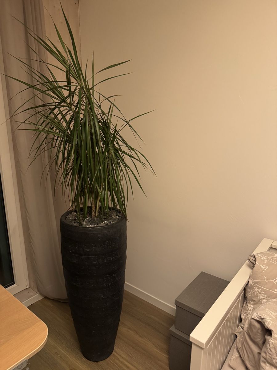 Plantes & graines: Zimmerpflanze mit schwarzem Topf – D'occasion à Frauenfeld par SALES64