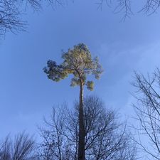 Profile image of chi_bos13