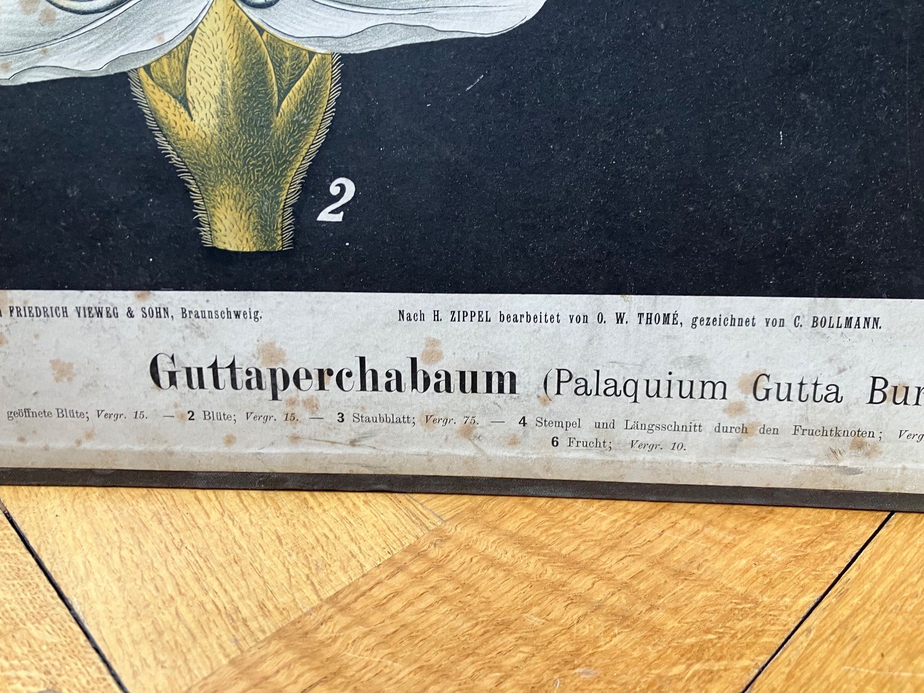 Grafica & Litografie: Schulwandbild Guttaperchabaum – Usato da Basel venduto da papageientulpe 1