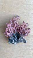 Koralle rosa-grau als Dekoration oder für Aquarien
