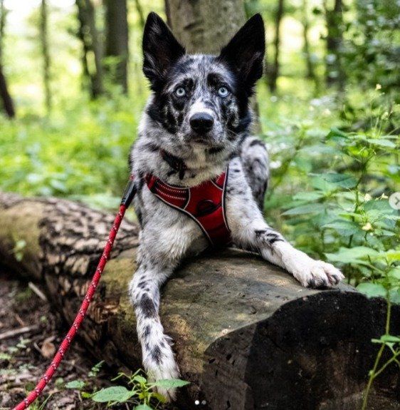 Guinzagli & Collari: Dogs Creek Geschirr Pathfinder rot S – Usato da Sissach venduto da ruminative