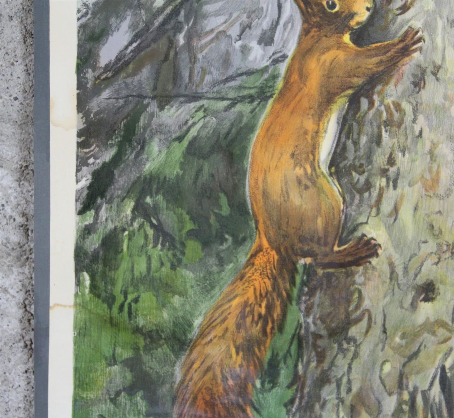 Posters & Illustrations: Schulwandbild "Eichhörnchen" Nils Tiren – D'occasion à Birrwil par brandschatz_birrwil 4