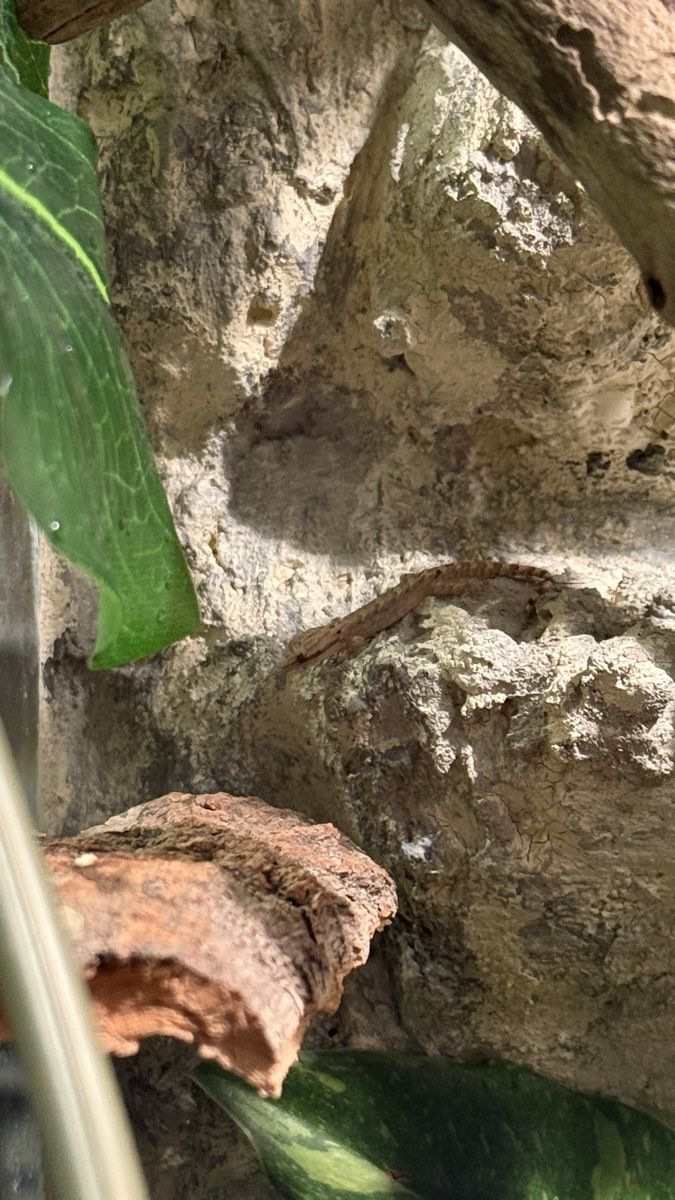 Terrarium: 2 Jungferngecko inkl terrarium – Gebraucht aus Rapperswil SG von mischelly 2