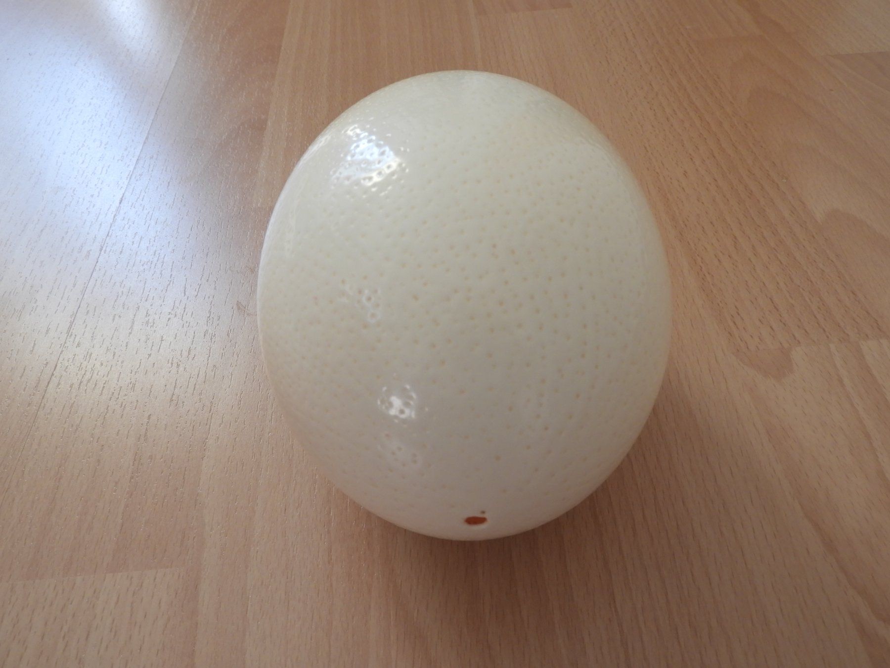 Tutte le decorazioni: Oeuf d'autruche véritable! – Usato da Dombresson venduto da sev_bsb8 4