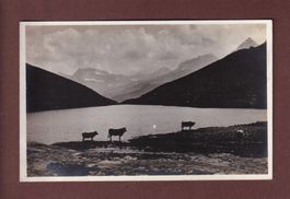 BERGSEE - Kühe