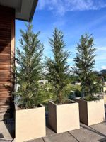Eisspitze Cupressocyparis leylandii inkl. Töpfe (3 Stk).