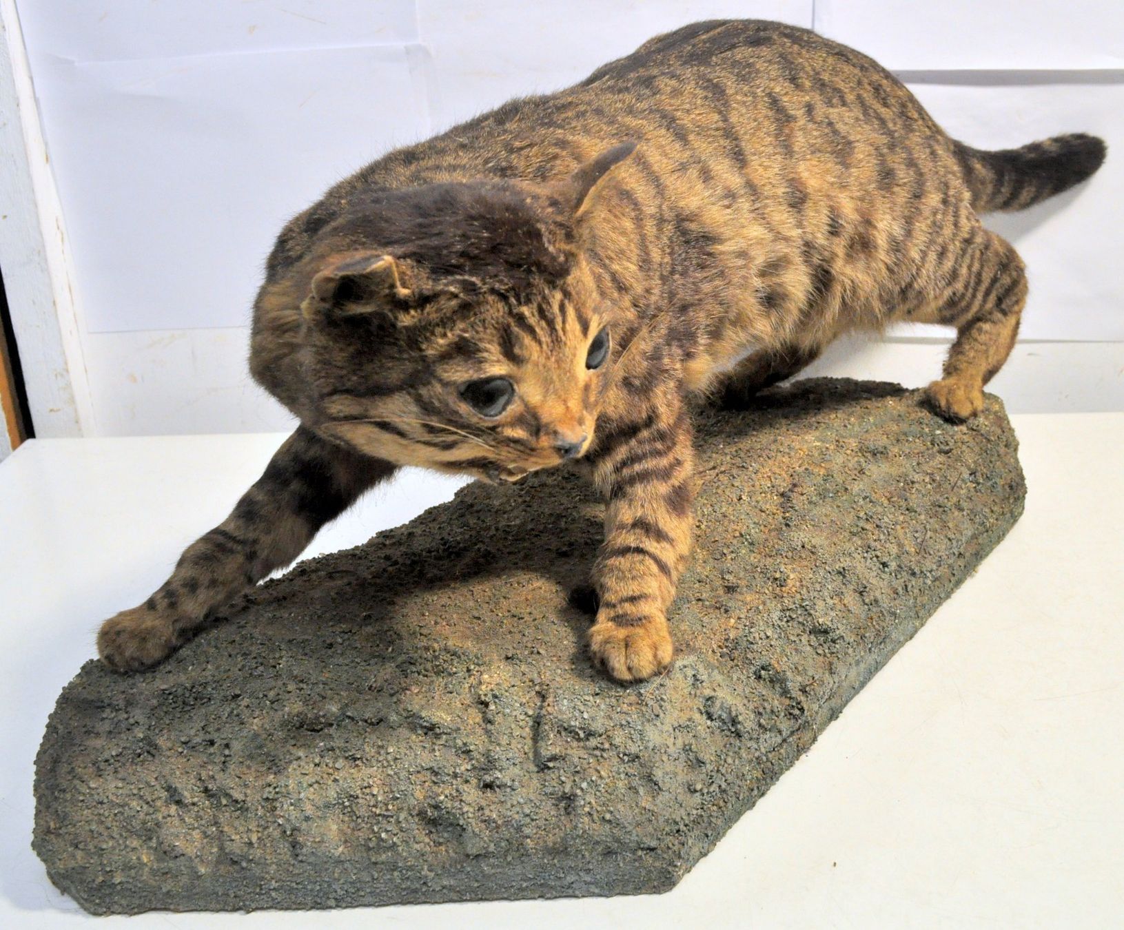 Monde des animaux: Chat forestier naturalisé – D'occasion à Neuchâtel par Neuchatel 2