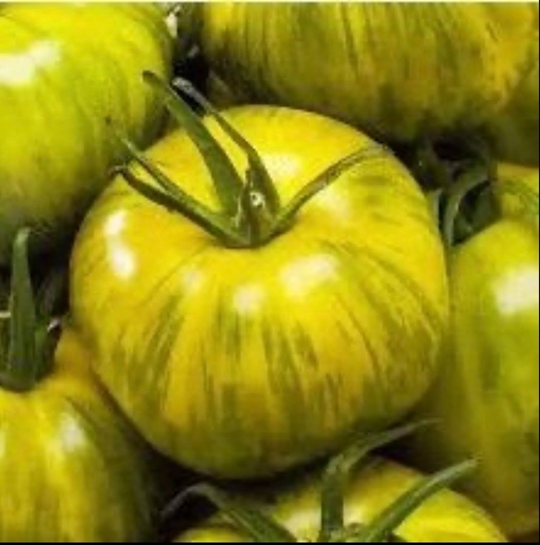 Piante & sementi: TOMATE Smarald  / 5 Samen – Nuovo (secondo la descrizione) da Kerzers venduto da kriszti0