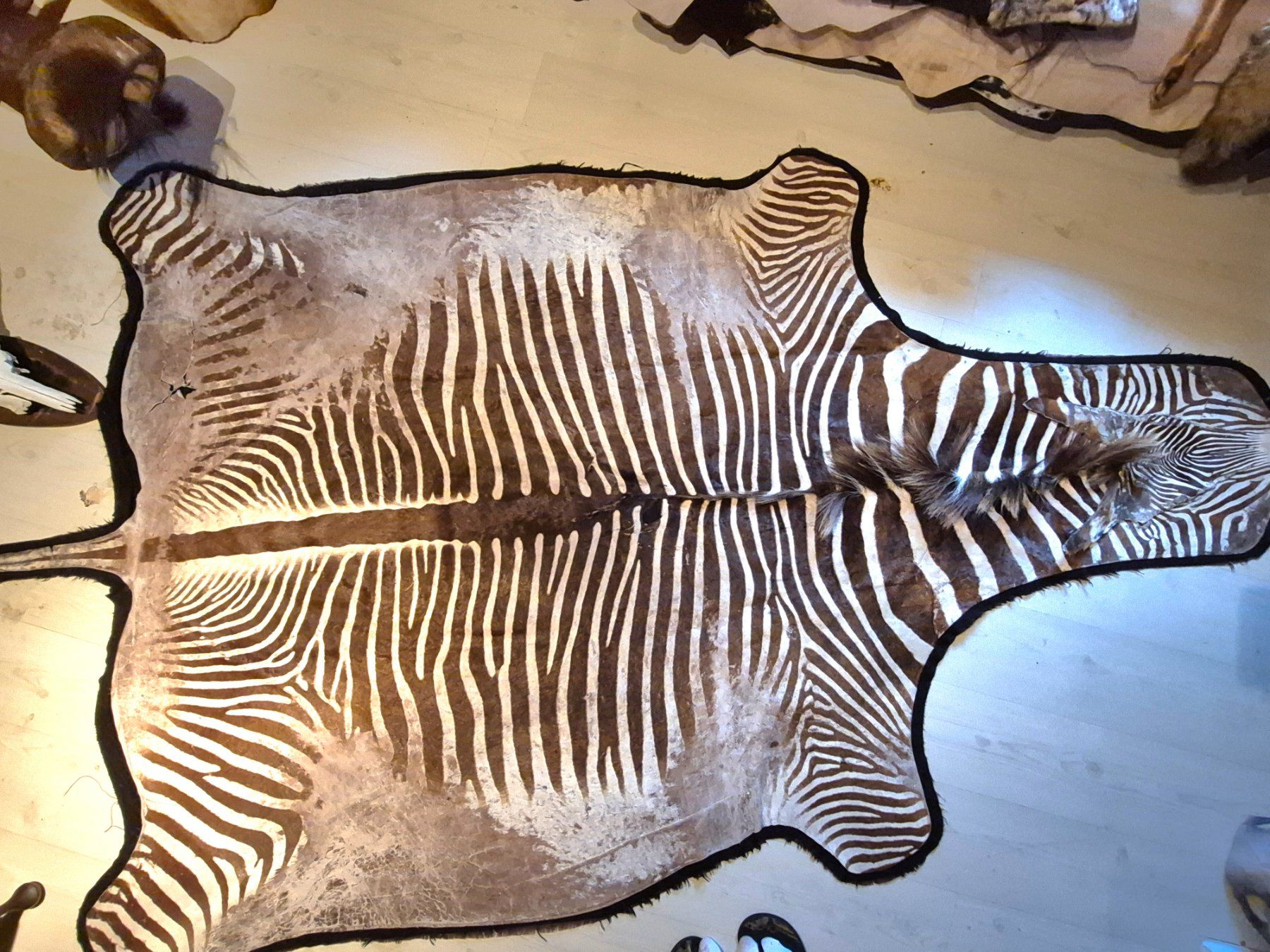 Welt der Tiere: Veritable peau de zebre de Grevy/ Echtes Grevy Zebrafell – Gebraucht aus Treyvaux von Kbh2000 7