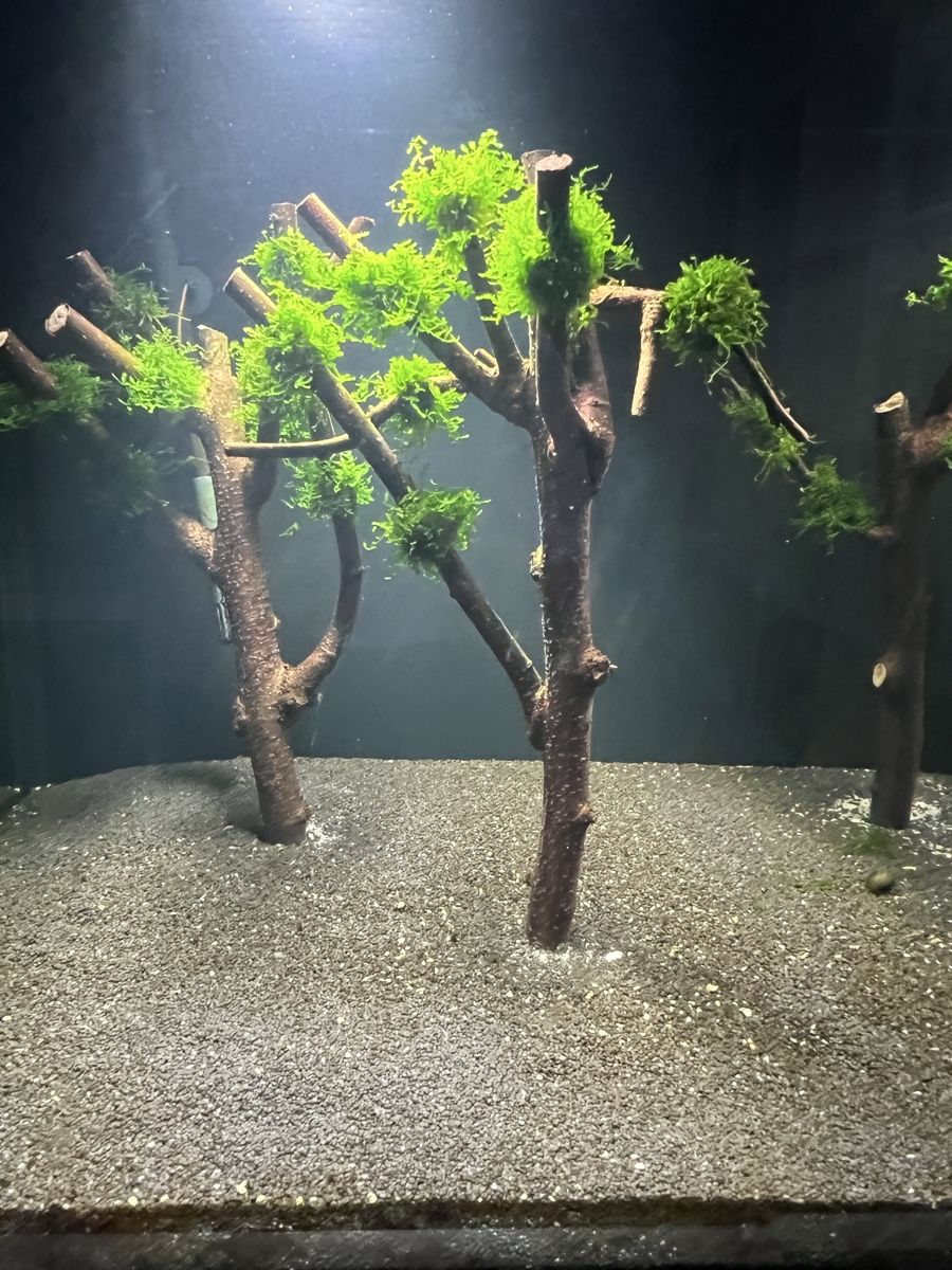 Tutte le decorazioni: Aquarium Deck Pflanze Holz Aquarium Baum – Usato da Basel venduto da LUCcC 6