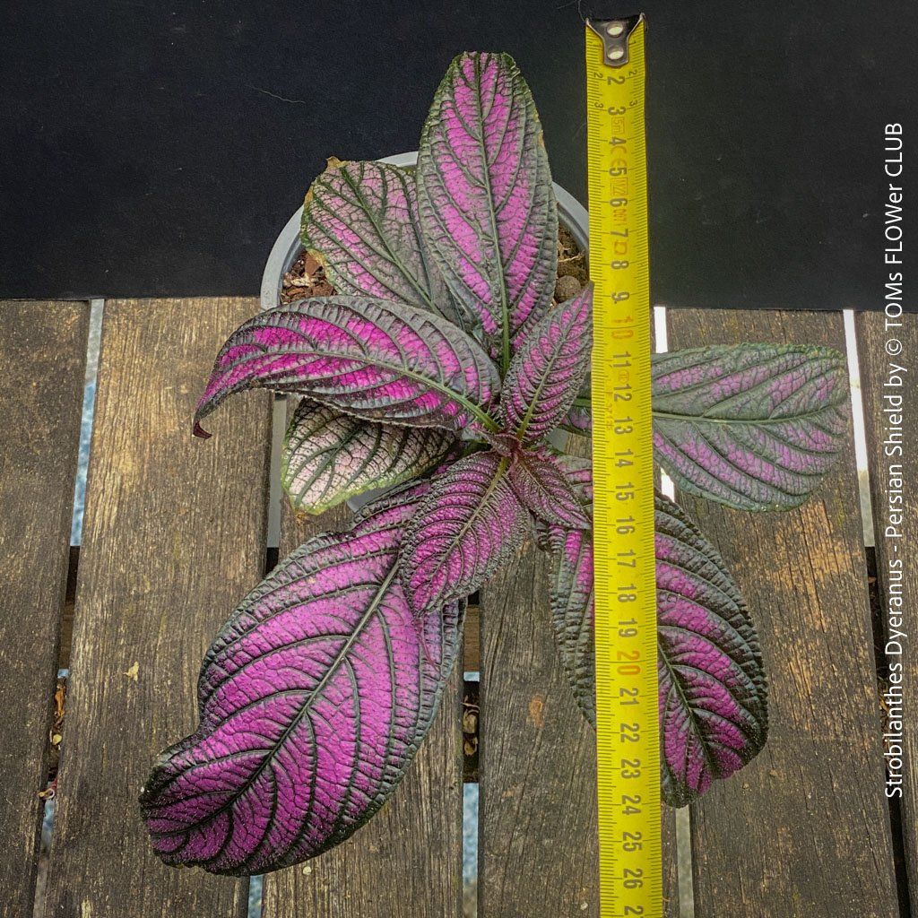 Piante & sementi: Strobilanthes Dyeranus - einfach nur Blattkunstwerk – Nuovo e nell'imballaggio originale da Adliswil venduto da asTOMas963 6