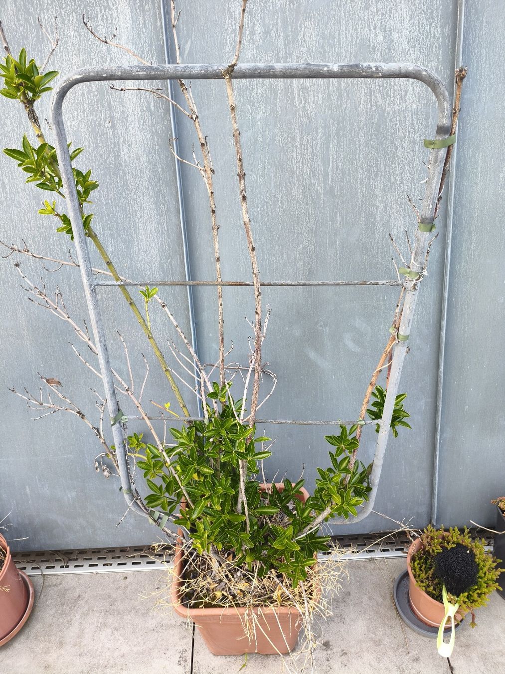 Growbox Altro: Garden Pots - Assorted Sizes - Great for Spring Planting! – Usato da Zürich venduto da yul_7ccq 1