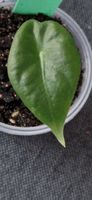 🤩Alocasia Longiloba Babyplant 