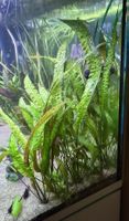 Grosse Cryptocorine mit Ablegern 
