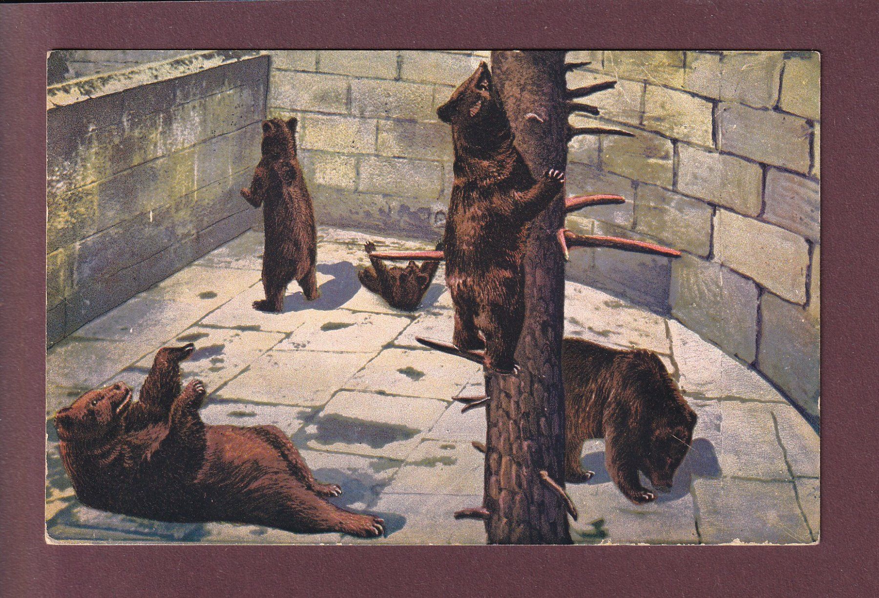 Ansichtskarten: BERN - Bärengraben - 1914 – Gebraucht aus Pully von nicecards