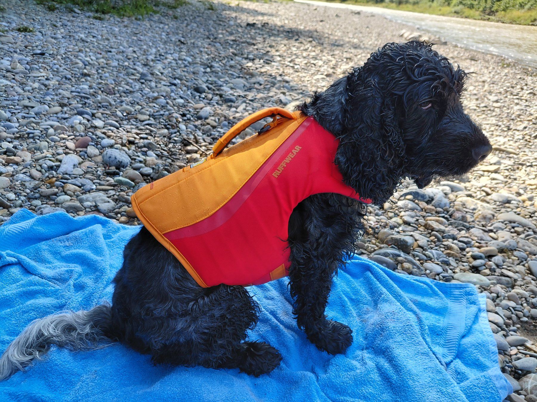 Ruffwear Giubbotti di salvataggio: Hundeschwimmweste – Nuovo (secondo la descrizione) da Kleinandelfingen venduto da martingmuender 1