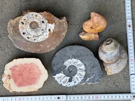 5 Wunderbare Versteinerungen, Fossilien, Amoniten
